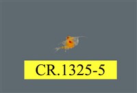 藏品(短尾類幼生)的圖片